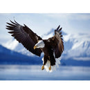 Diamond paintings Ørn