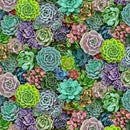 Landscape medley Succulents