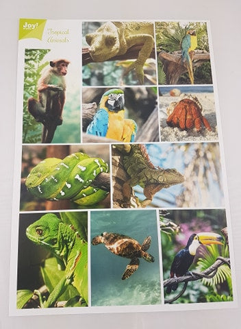 Tropical Animals