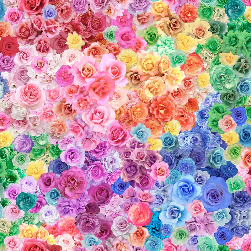 Gradients parfait Rainbow roses 0,5m